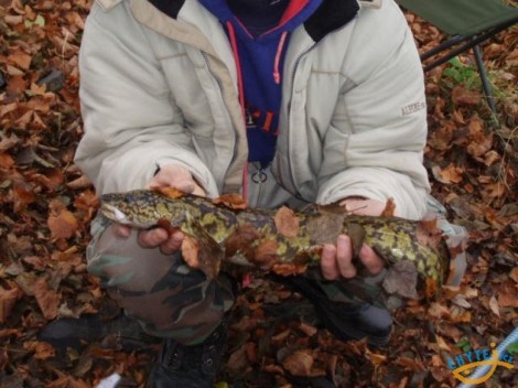 Mník jednovousý, 60 cm