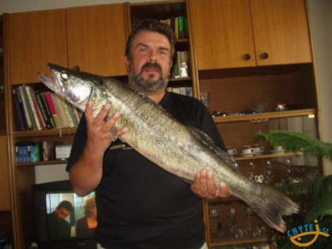 Candát obecný, 87 cm, 7.2 kg