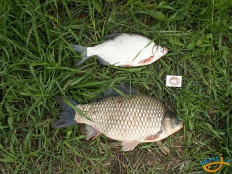 Karas stříbřitý, 45 cm