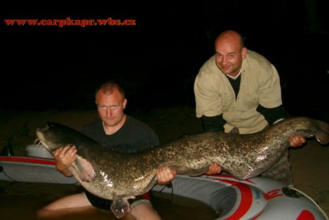 Sumec velký, 203 cm, 45 kg