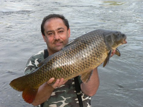 Kapr obecný, 85 cm, 11.5 kg