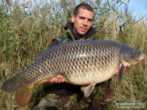 Kapr obecný, 89 cm, 15.5 kg