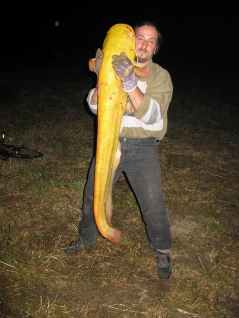 Sumec velký, 148 cm, 20 kg