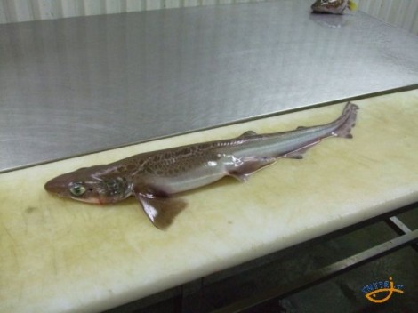 Žralok ostroun, 87 cm