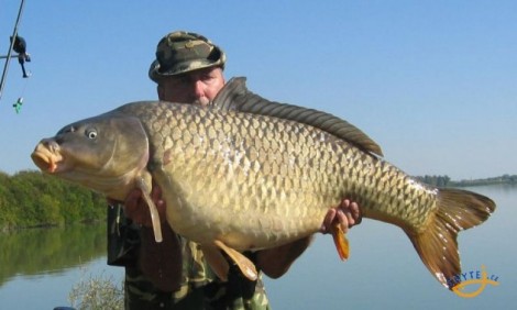 Kapr obecný, 107 cm, 27 kg