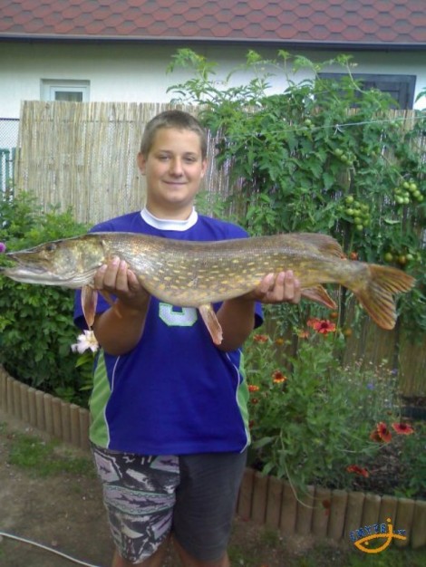 Štika obecná, 97 cm, 7.8 kg