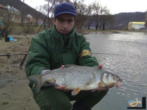 Podoustev říční, 49 cm