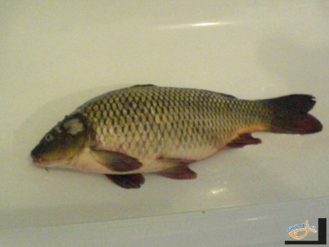 Kapr obecný, 52 cm, 3 kg