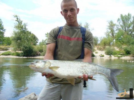 Bolen dravý, 86 cm