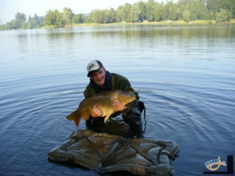 Kapr obecný, 85 cm, 14 kg