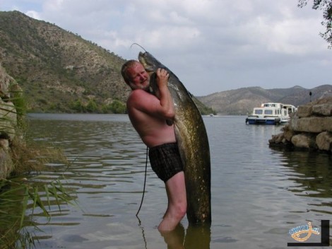 Sumec velký, 196 cm