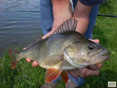 Okoun říční, 40 cm