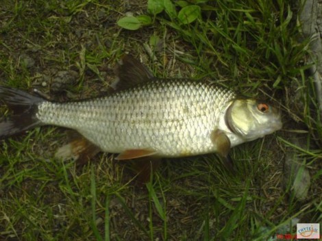 Plotice obecná, 31 cm