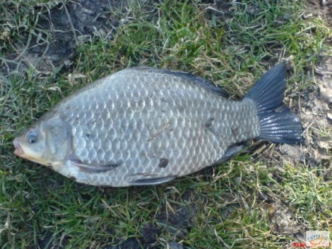 Karas stříbřitý, 42 cm