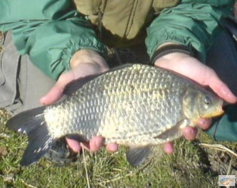 Karas stříbřitý, 45 cm