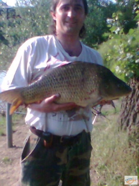 Kapr obecný, 70 cm