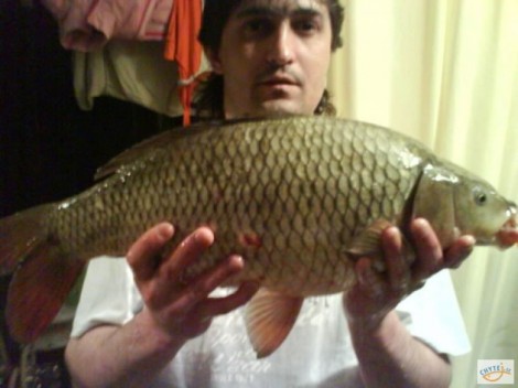 Kapr obecný, 57 cm