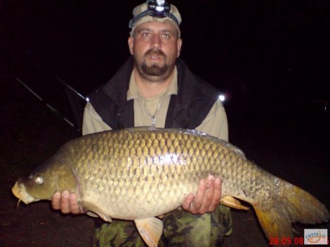 Kapr obecný, 84 cm