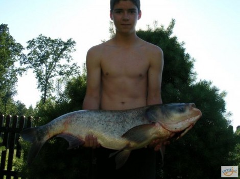 Tolstolobik bílý, 95 cm, 12 kg