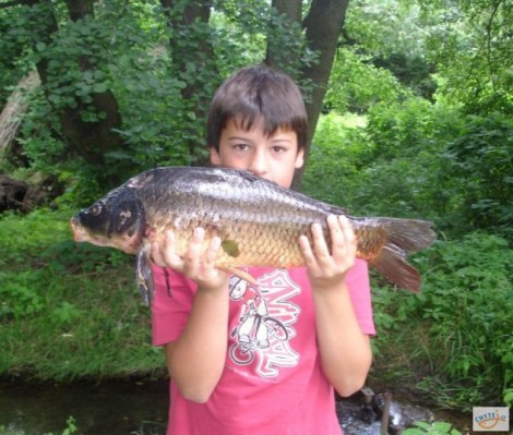 Kapr obecný, 63 cm