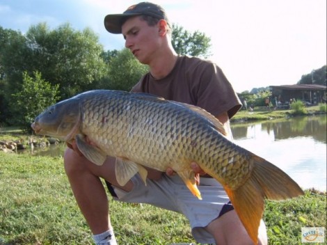 Kapr obecný, 90 cm, 12 kg