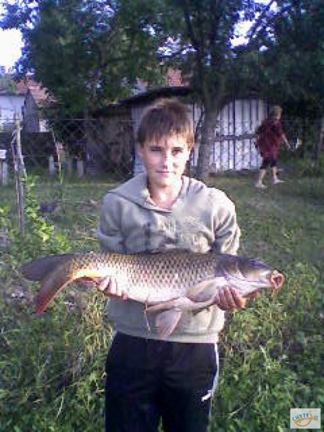 Kapr obecný, 80 cm, 10 kg