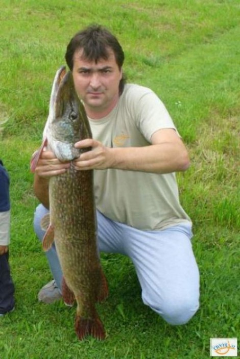 Štika obecná, 111 cm, 8.5 kg