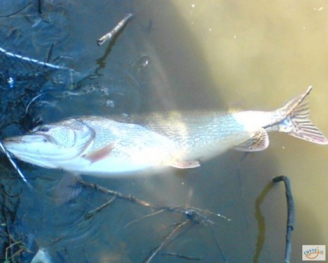 Štika obecná, 101 cm, 9 kg