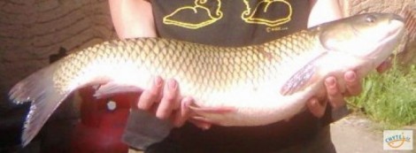 Amur bílý, 75 cm, 7.4 kg