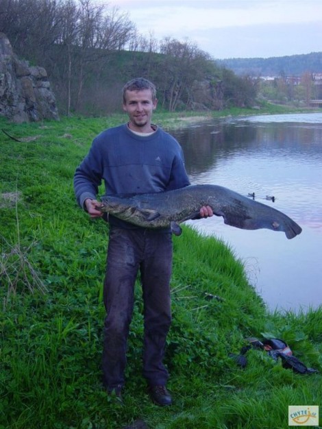 Sumec velký, 122 cm, 14.5 kg