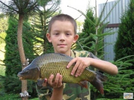 Kapr obecný, 50 cm