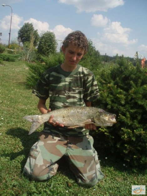 Bolen dravý, 68 cm