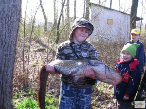 Sumec velký, 154 cm, 26.7 kg