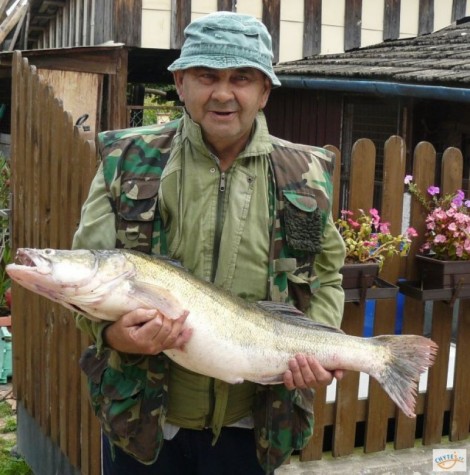 Candát obecný, 91 cm, 7.8 kg