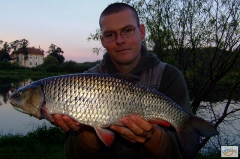 Jelec tloušť, 57 cm, 2.6 kg