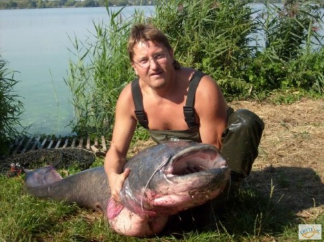 Sumec velký, 230 cm, 70 kg