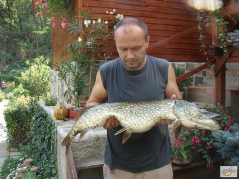 Štika obecná, 93 cm, 7 kg