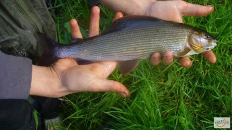 Lipan podhorní, 42 cm, 0.7 kg