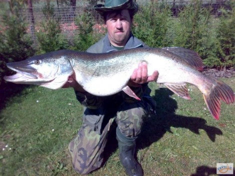 Štika obecná, 110 cm, 11 kg
