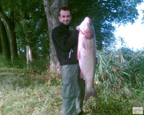 Tolstolobik bílý, 113 cm, 30 kg