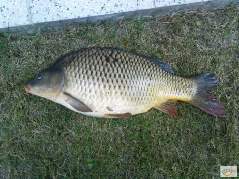 Kapr obecný, 53 cm, 2 kg