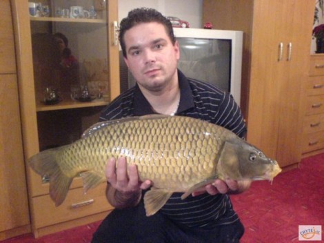 Kapr obecný, 70 cm