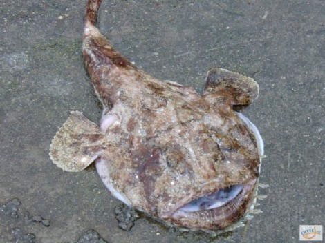 Mořský ďas, 76 cm