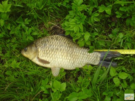 Karas stříbřitý, 43 cm