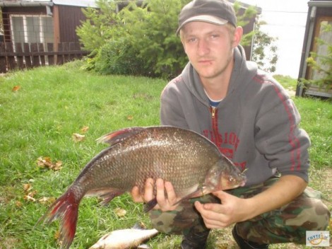 Cejn velký, 60 cm