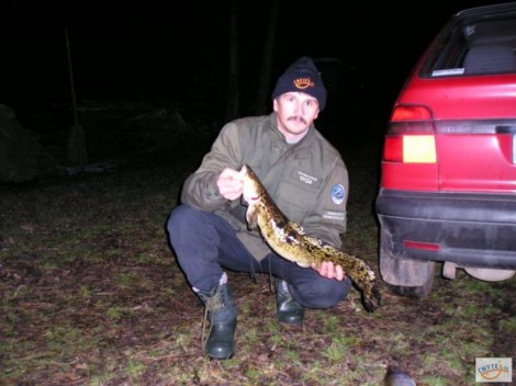 Mník jednovousý, 71 cm, 2.5 kg