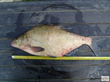 Cejn velký, 56 cm