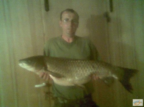 Amur bílý, 108 cm, 17 kg