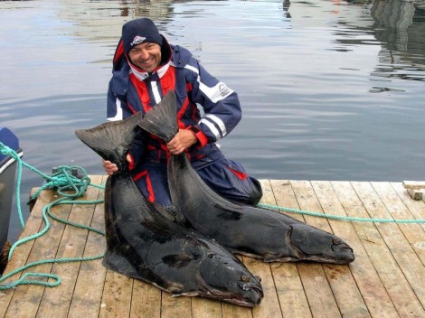 Halibut, 142 cm, 33 kg