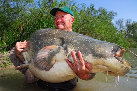 Sumec velký, 207 cm, 71 kg